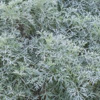 Alsem 'Powis Castle' - Artemisia arborescens Powis Castle - Bakker
