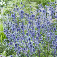 Verkoop Blauwe distel