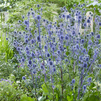 Eryngium planum - Blauwe distel - Kruisdistel