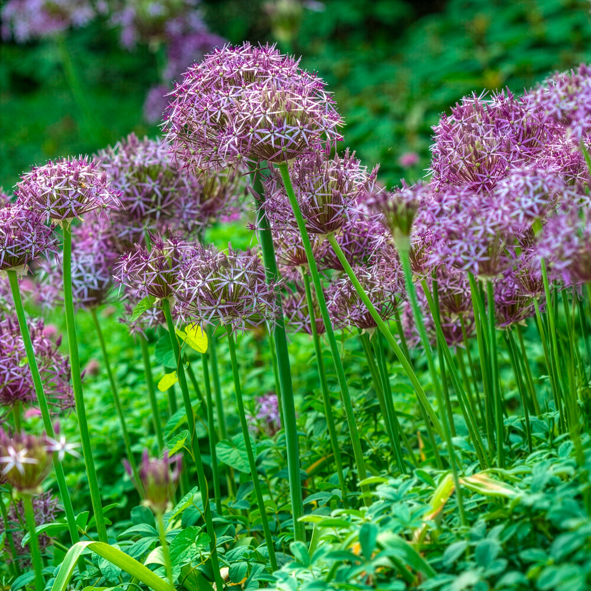 Verkoop Allium Christophii (x10)