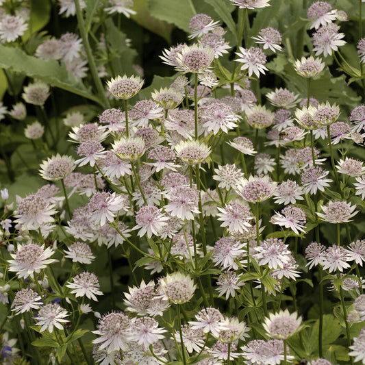 Zeeuwsknoopje 'Buckland' - Bakker