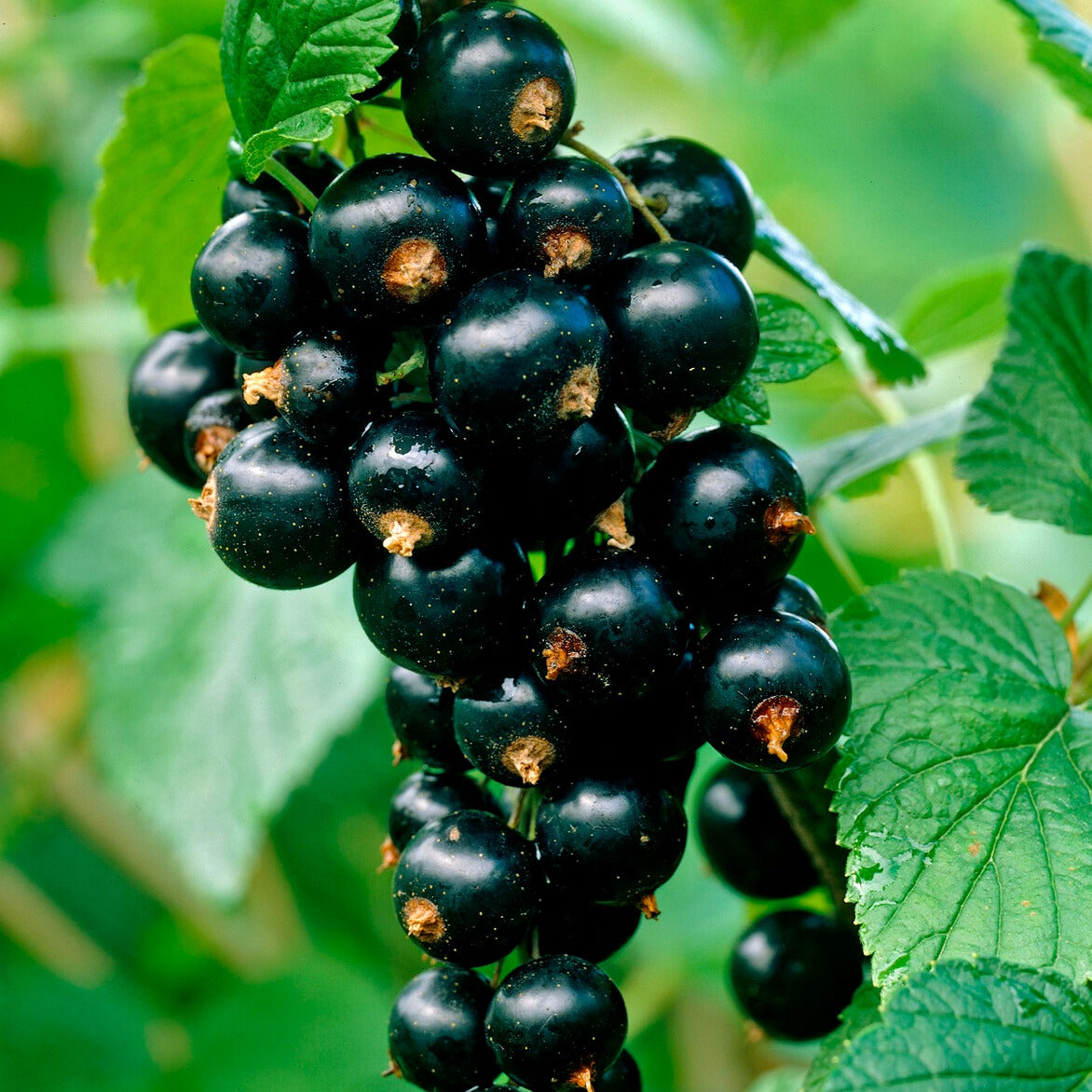 Zwarte bes 'Titania' - Ribes nigrum 'titania' - Fruit