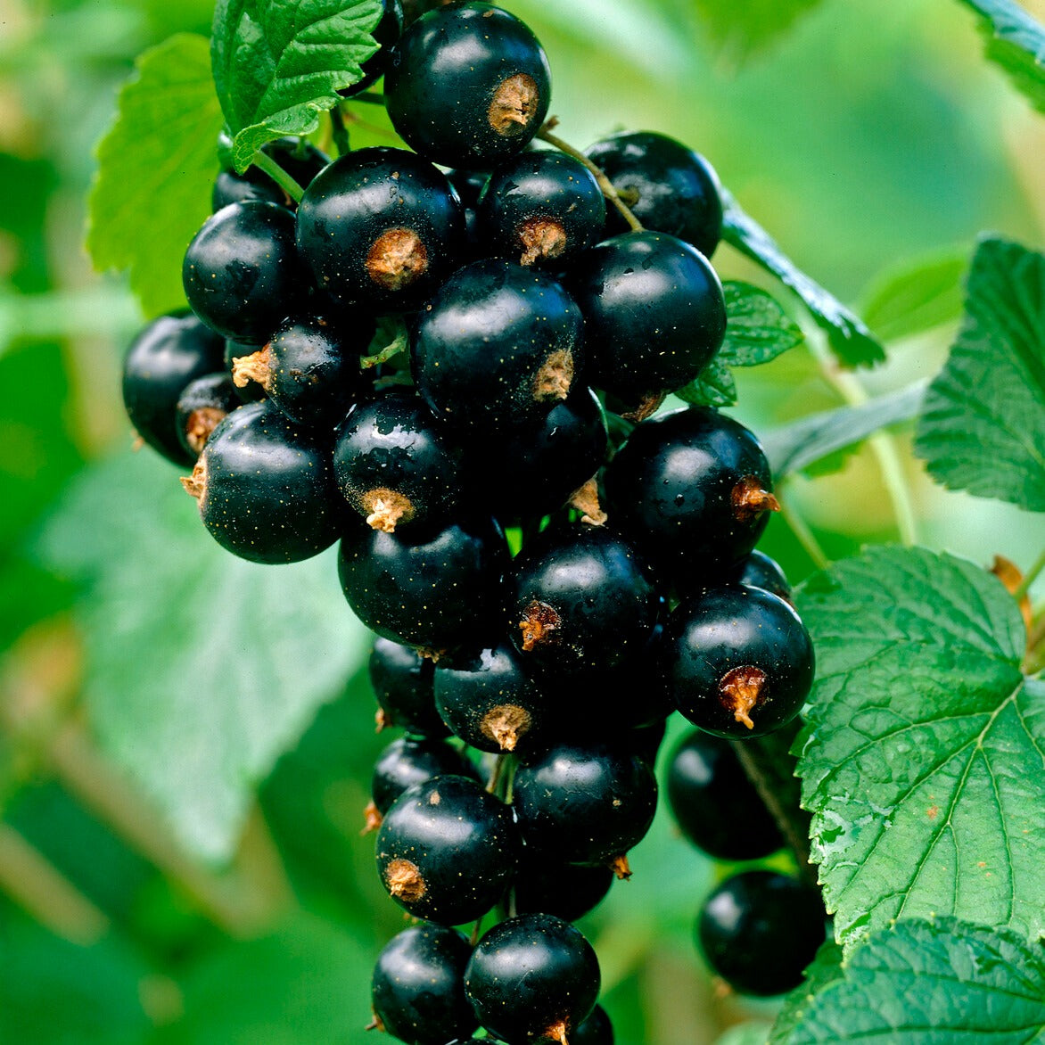 Zwarte bes 'Titania' - Ribes nigrum 'titania' - Bakker