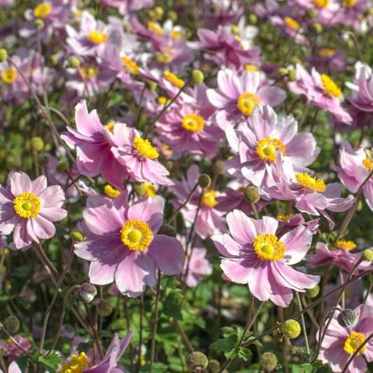 Herfstanemoon 'Serenade' - Bakker