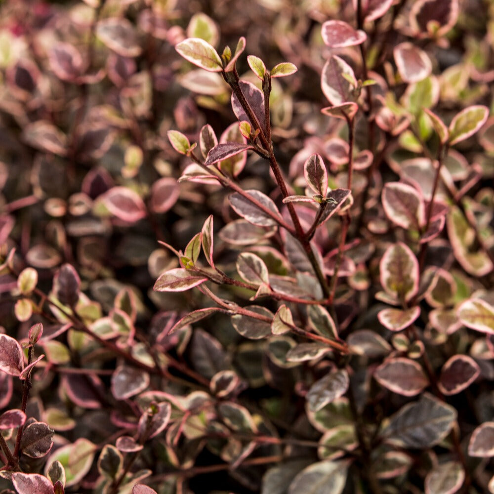 Lophomyrtus - Lophomyrtus x ralphii 'little star' - Terras- en balkonplanten