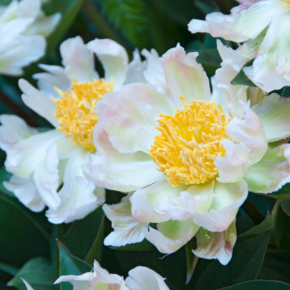 Pioenroos Green Lotus - Paeonia lactiflora 'green lotus' - Vaste planten
