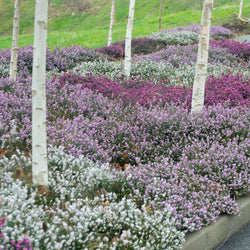 Winterheide - rood + wit + roze (x6) - Bakker