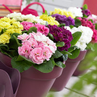Dubbele Primula's in DoublePrincess mix (x3)