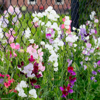 Pronkerwt Mix- BIO - Lathyrus odoratus - Bakker