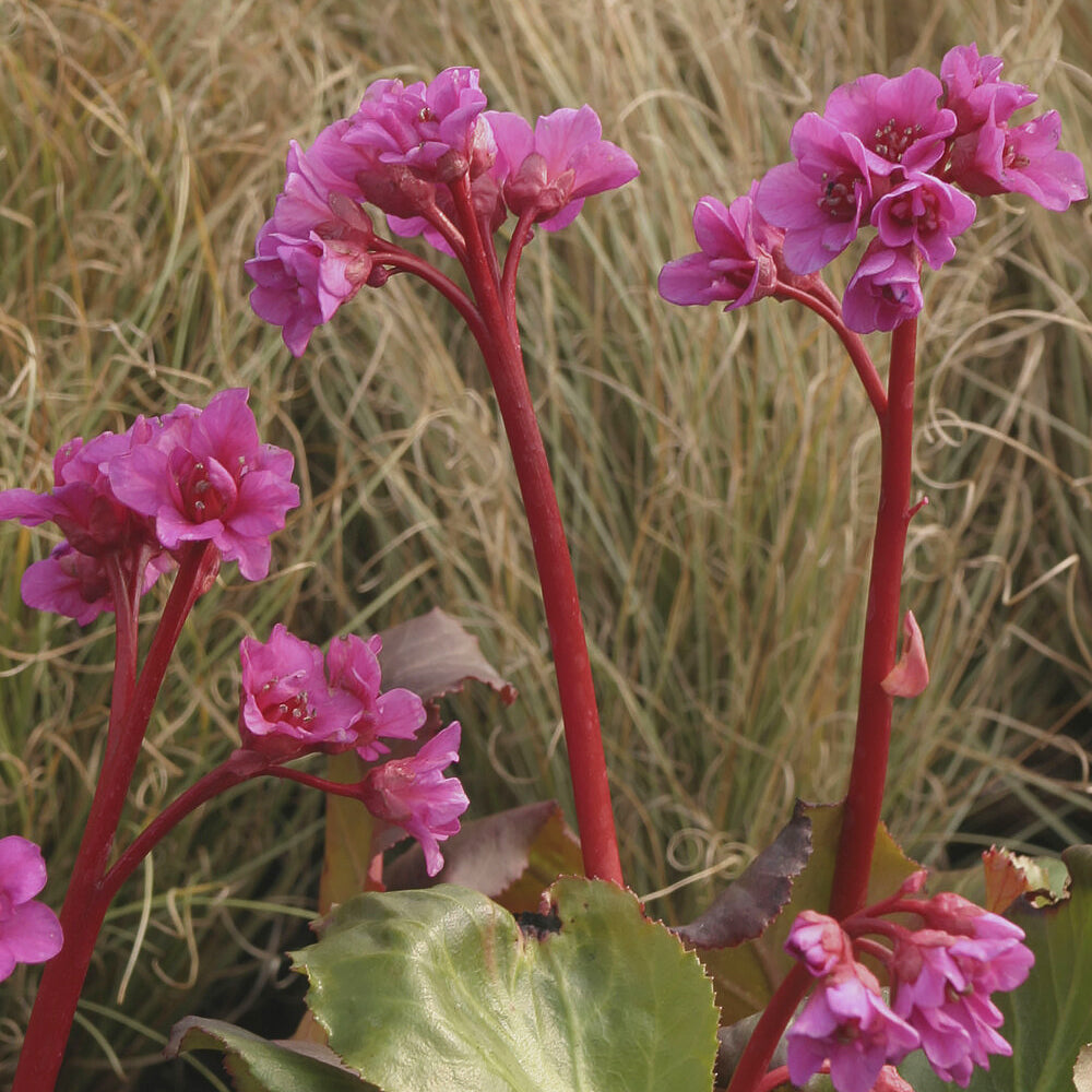Bergenia cordifolia - Hartbladige bergénie