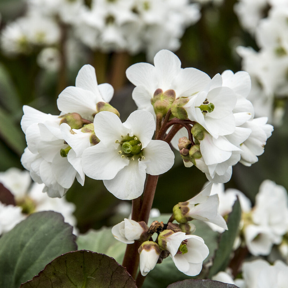 Bergenia