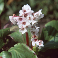  - Schoenlappersplant Silberlicht - Bergenia Silberlicht