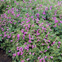 Calamintha grandiflora - Bergsteentijm Thé de l'Aubrac - Vaste planten