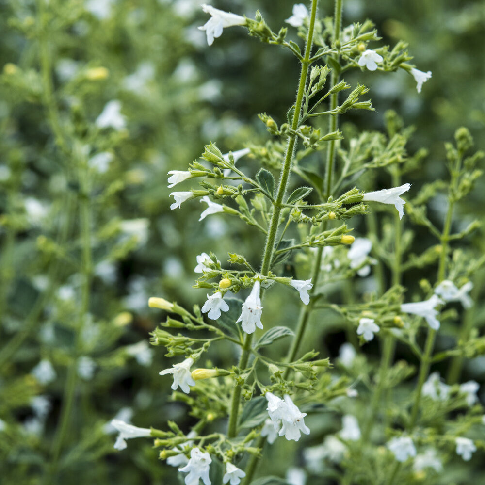 Bergsteentijm White Cloud - Calamintha nepeta White Cloud - Bakker