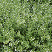 Calamintha nepeta White Cloud - Bergsteentijm White Cloud - Vaste planten