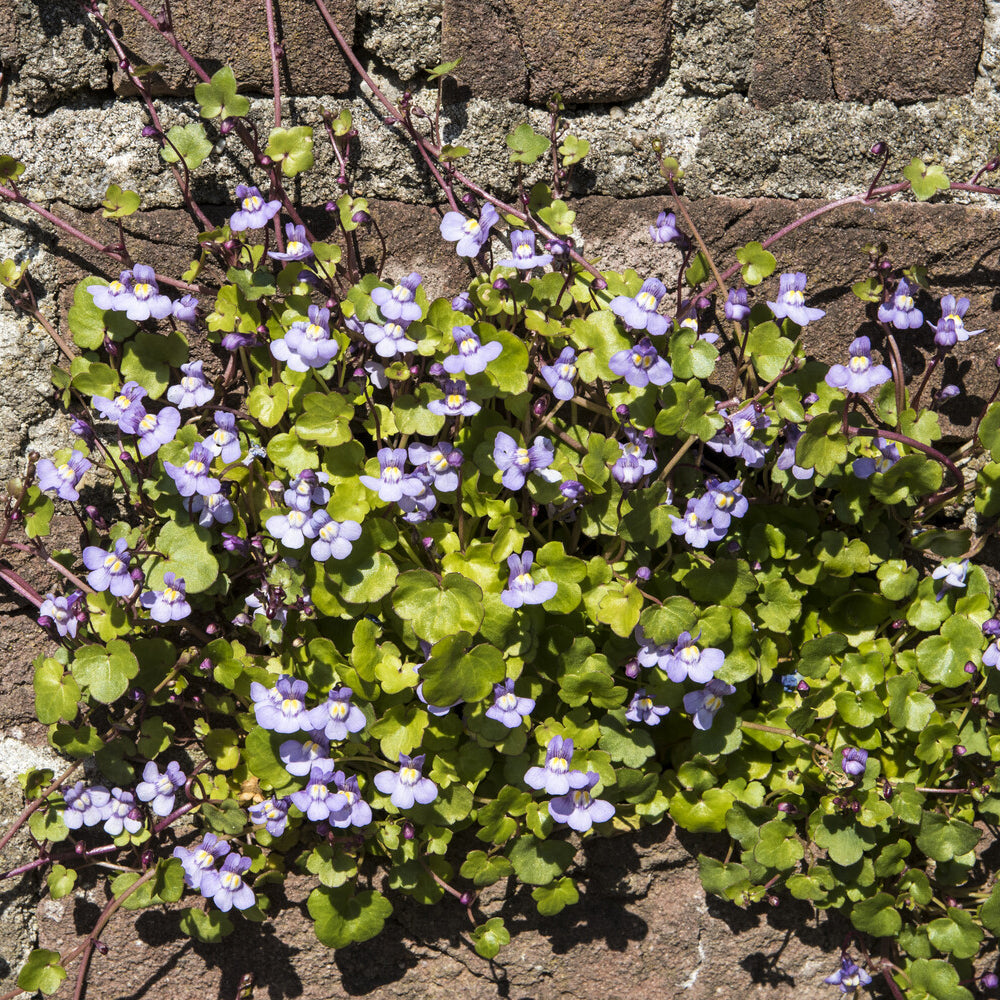 Cymbalaria muralis - Muurleeuwebek - Vaste planten
