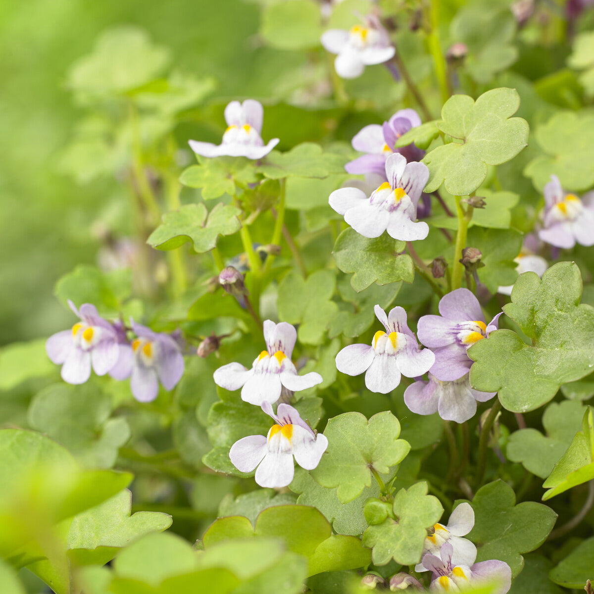 Muurleeuwebek - Cymbalaria muralis - Bakker