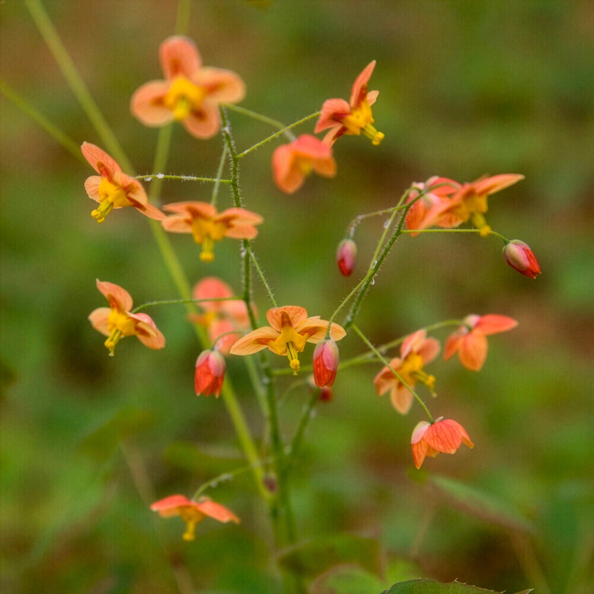 Elfenbloem Orangekonigin - Bakker