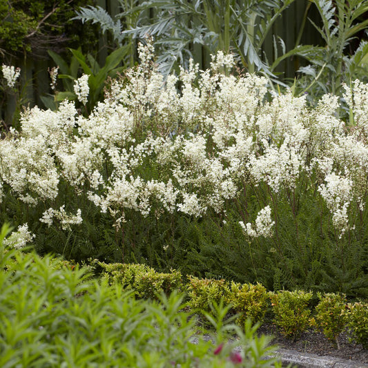 Knolspirea Spirée Filipendules - Bakker