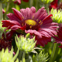 Kokardebloem - Gaillardia Burgunder - Bakker