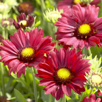 Kokardebloem - Bakker