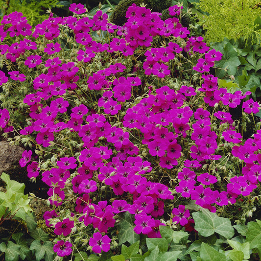 Ooievaarsbek Giuseppii - Bakker