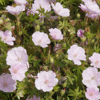 Bloedooievaarsbek 'Striatum' - Geranium sanguineum striatum - Bakker