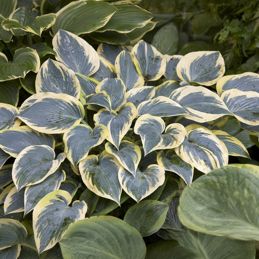 Hartlelie First Frost Funkia - Bakker