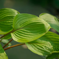 Hartlelie Purple Heart - Hosta Purple Heart - Bakker