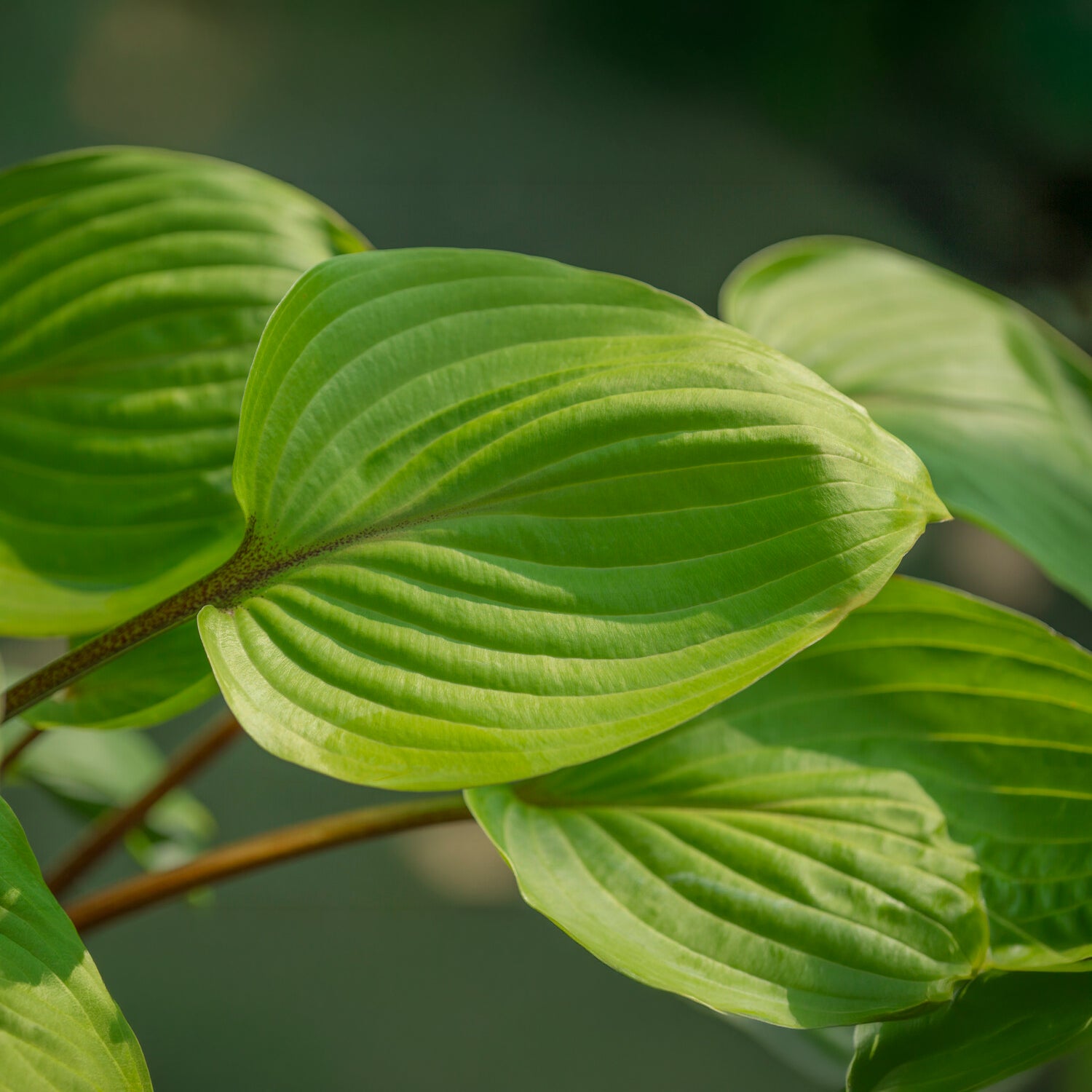 Hartlelie Purple Heart - Hosta Purple Heart - Bakker