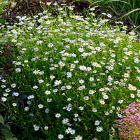 Kalimeris incisa Blue Star - Zomeraster Blue Star - Kalimeris