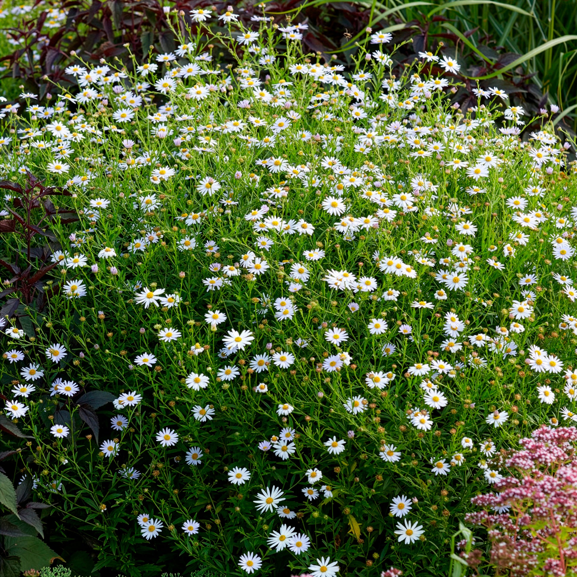 Kalimeris incisa Blue Star - Zomeraster Blue Star - Kalimeris