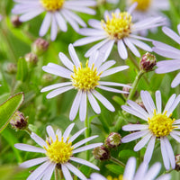 Zomeraster Nana Blue - Kalimeris incisa nana blue - Bakker