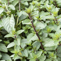 Munt - Mentha x piperita Chocolate - Bakker