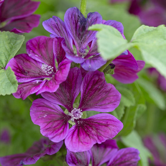 Kaasjeskruid Malva sylvestris - Bakker