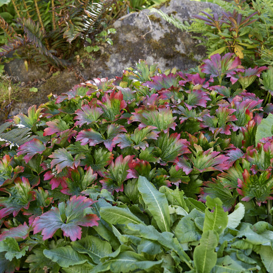 Vivassen Karasuba - Bakker