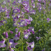 Slangenkop Alice Hindley - Penstemon Alice Hindley - Bakker