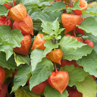 Goudbes 'Coqueret de Franchet' - Bakker