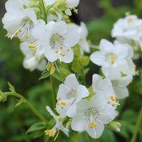 Polemonium caeruleum Album - Jacobsladder (x3) - Vaste planten