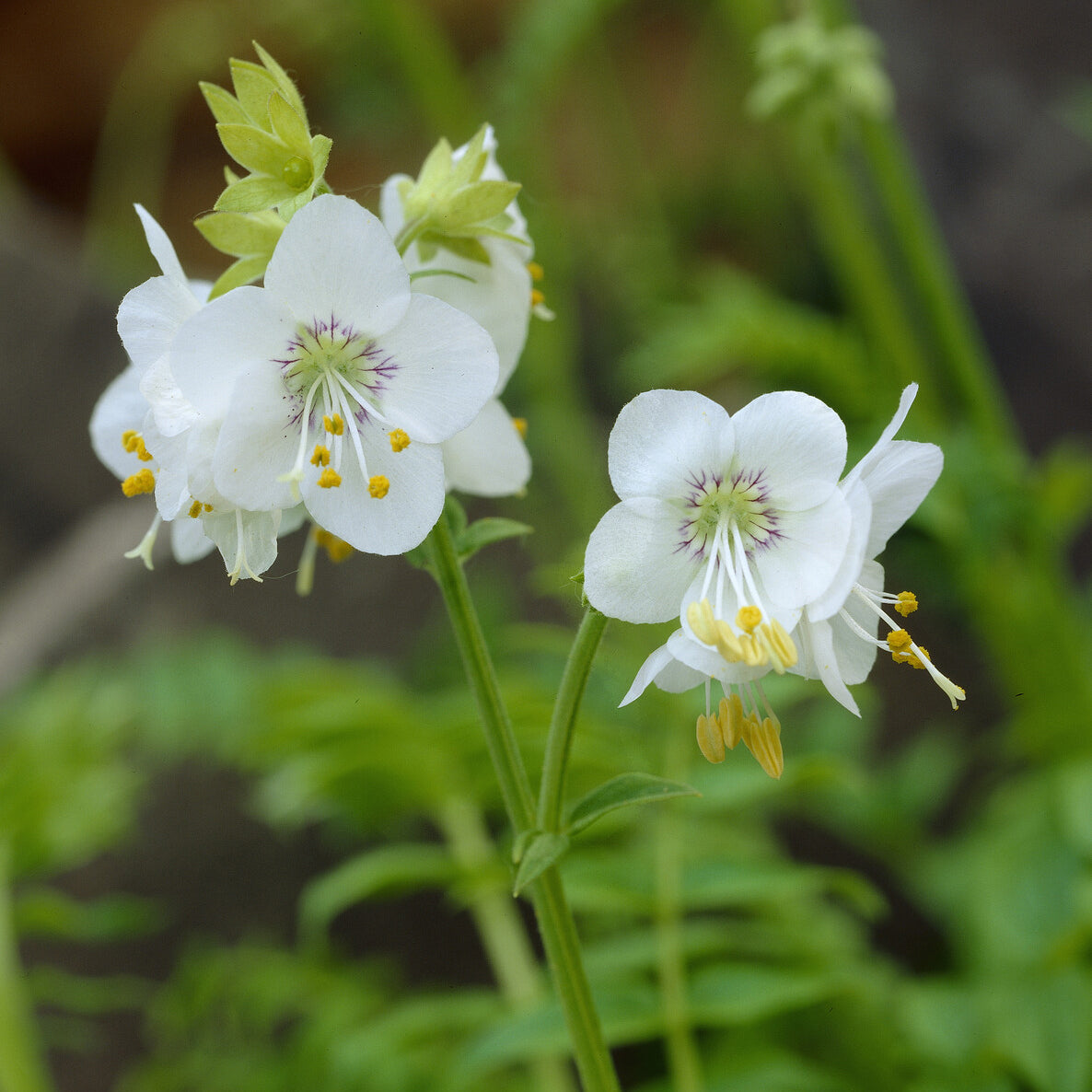 Jacobsladder - Polemonium caeruleum Album - Bakker