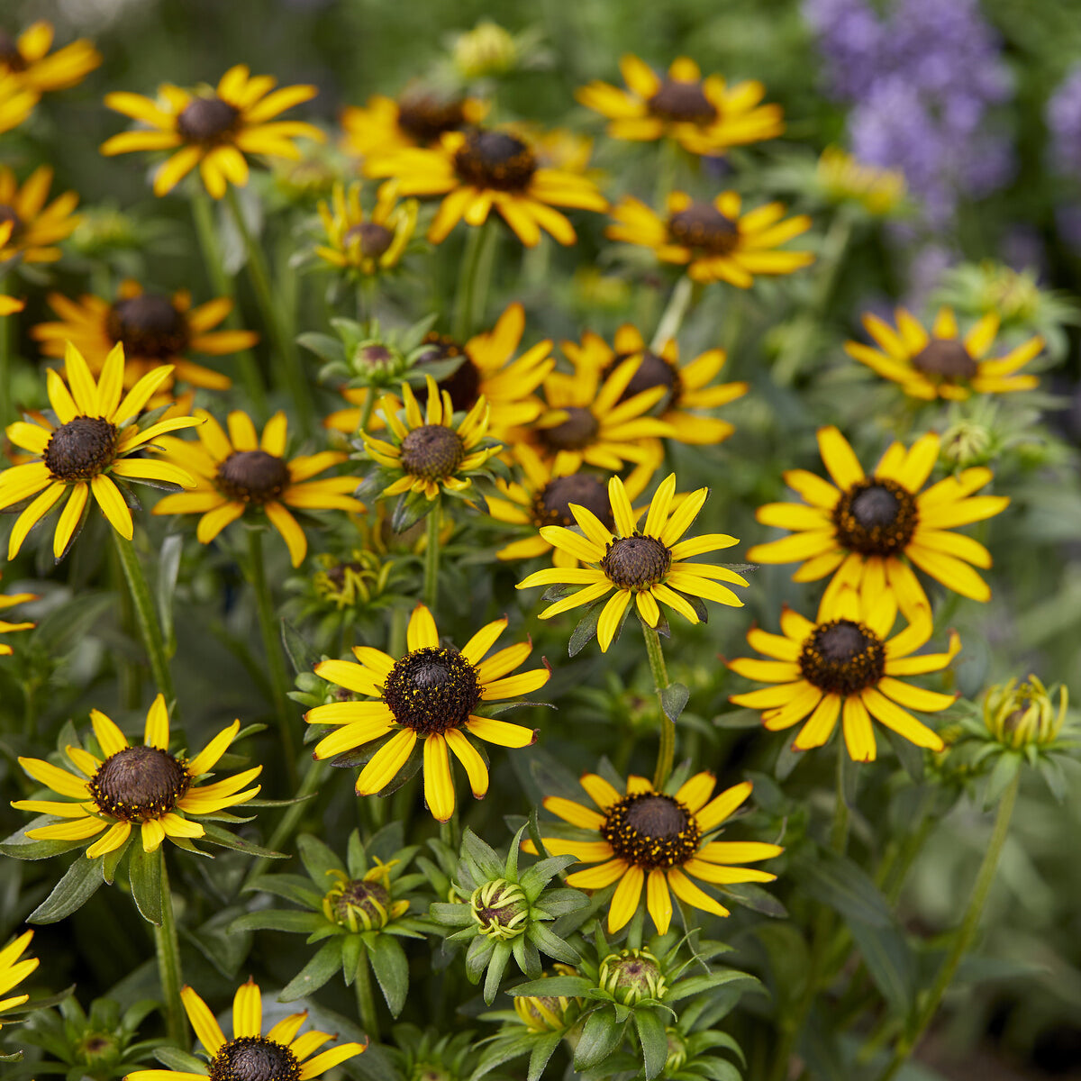 Rudbeckia - Zonnehoed Little Goldstar - Rudbeckia fulgida Little Goldstar