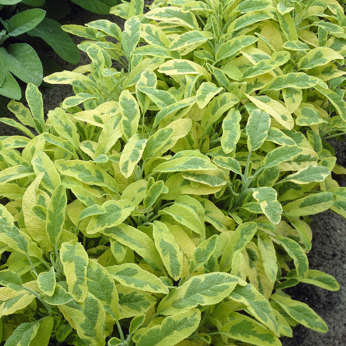 Siersalie officinale Aurea Siersalie - Bakker