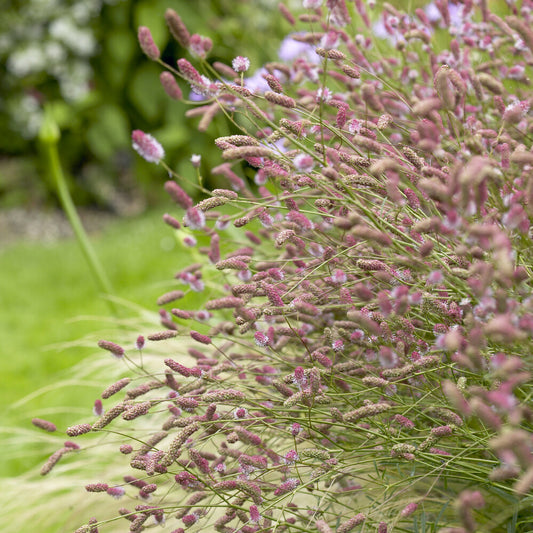 Grote pimpernel Pink Tanna