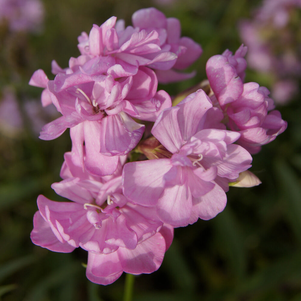 Zeepkruid Rosea Plena - Bakker