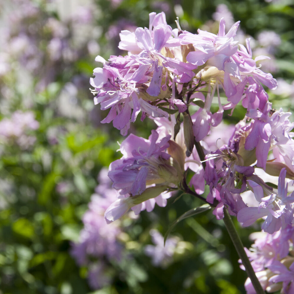 Saponaria officinalis Rosea Plena - Zeepkruid Rosea Plena - Vaste planten