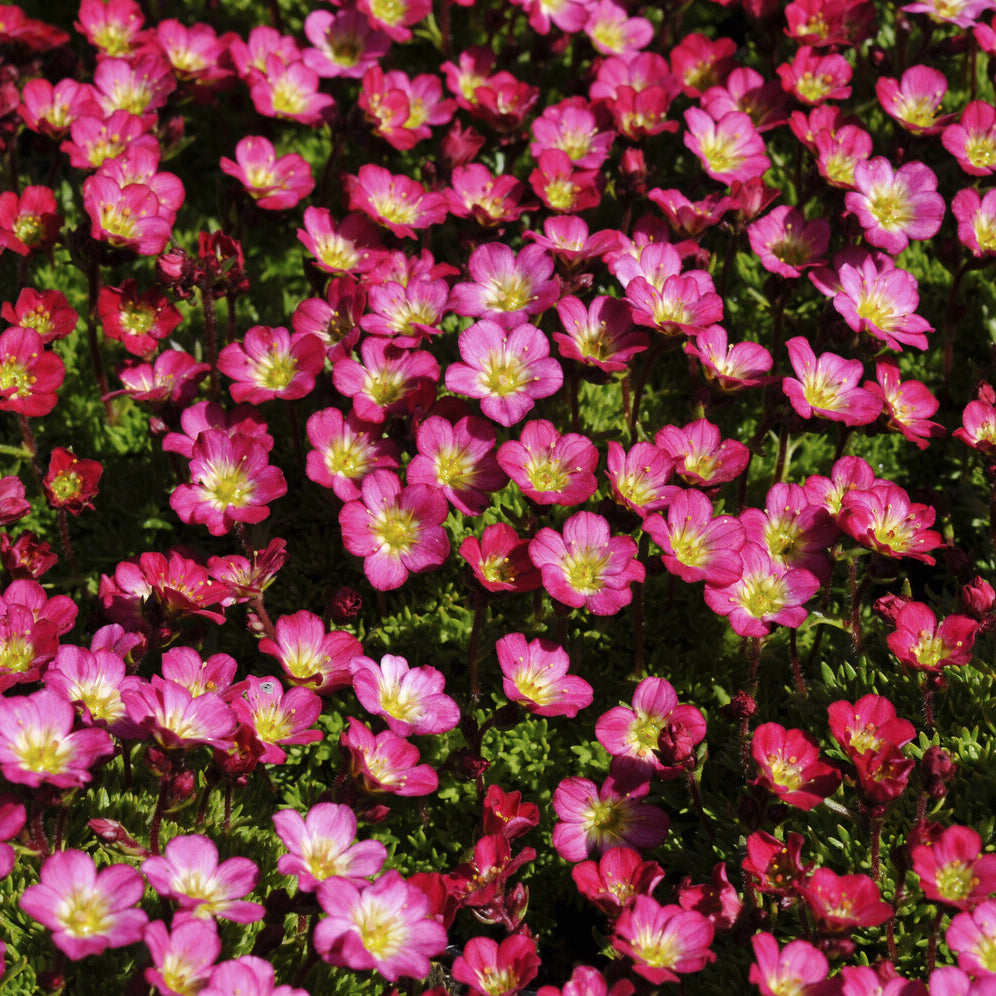 Saxifraga - Steenbreek Arends Peter - Saxifraga arendsii Peter Pan
