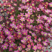 Saxifraga arendsii Peter Pan - Steenbreek Arends Peter - Saxifraga