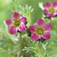 Steenbreek Arends Peter - Saxifraga arendsii Peter Pan - Bakker