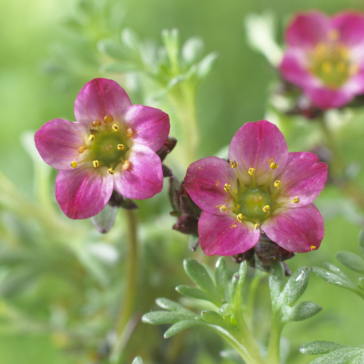 Steenbreek Arends Peter - Saxifraga arendsii Peter Pan - Bakker