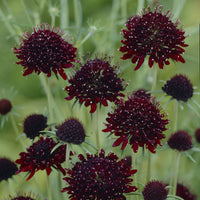 Duifkruid Chile Black - Scabiosa atropurpurea Chile Black - Bakker